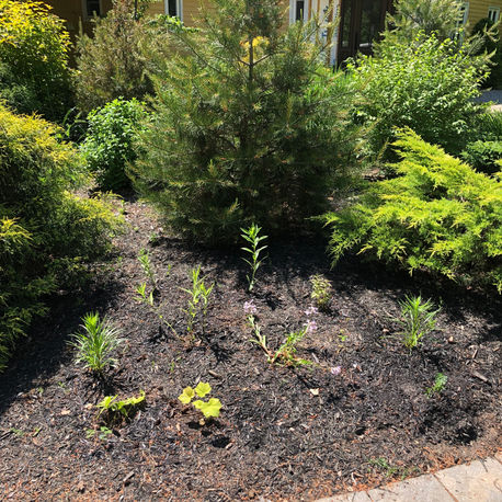 Native Plant Additions to Existing Garden
