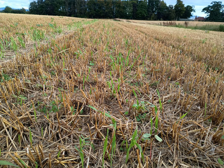 Precision Seeding with Sky-Pin Drones: The Future of Cover Crops, Undersowing, and Margin Seeding in Scottish Farming