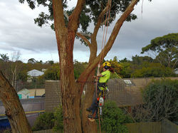 Large tree removal