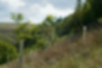 Tree planting for carbon, with oaks in tree protectors.
