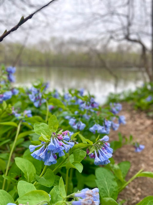 bluebells.jpeg