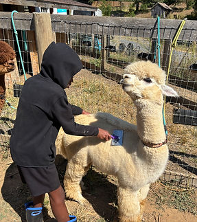 Kieran alpaca.jpg