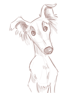 perrito.png