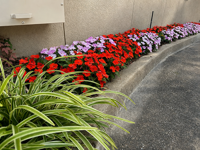 tulsa landscaping Sunpatiens.png