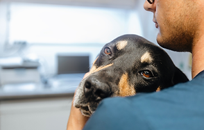 Petlink Veterinary Hospital
