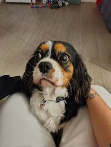 Chien gardé par petsitter a Grasse