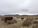 West-Central NV Conditions Update