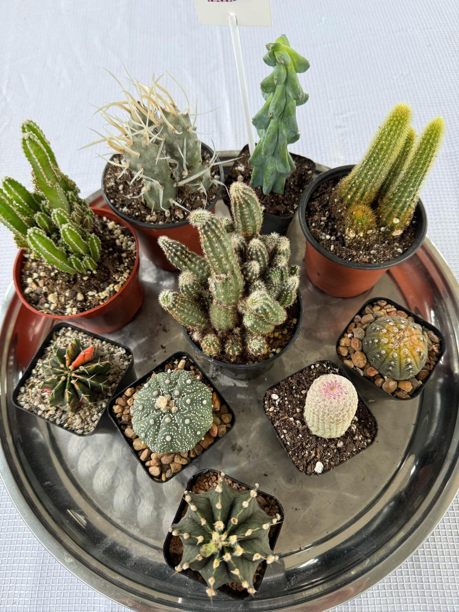 Set of 10 different varieties cactus No name Shipping $15