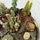 Thumbnail: Set of 10 different varieties cactus No name Shipping $15