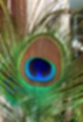 foto pauwenveer.jpg