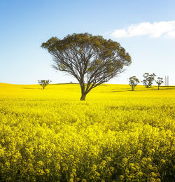 Canola Fields - Avon Valley, Western Australia