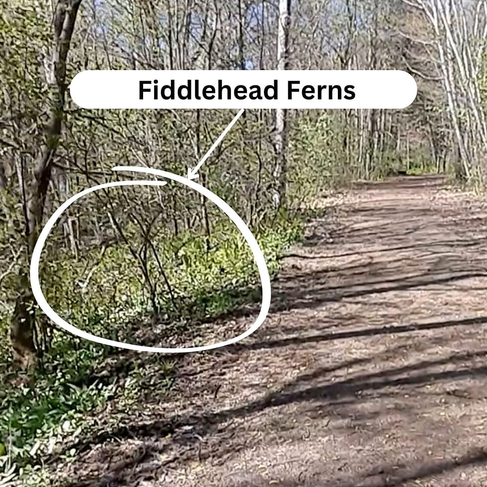 walking path with fiddlehead ferns