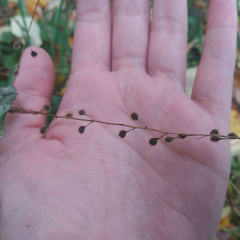 Enchanter's Nightshade seed dispersal - CIPS
