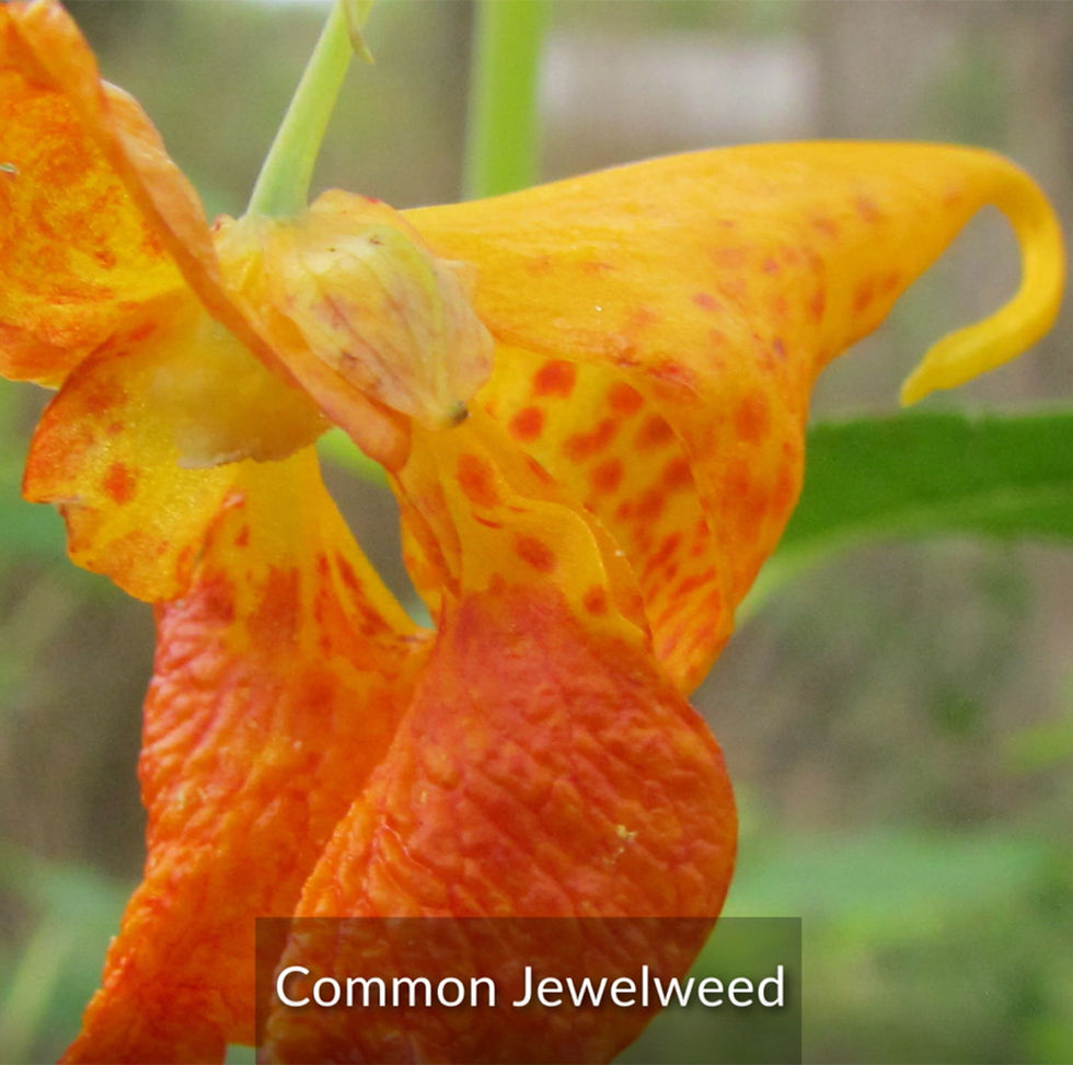 Common Jewelweed - CIPS