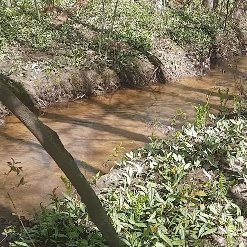 small stream in a forest