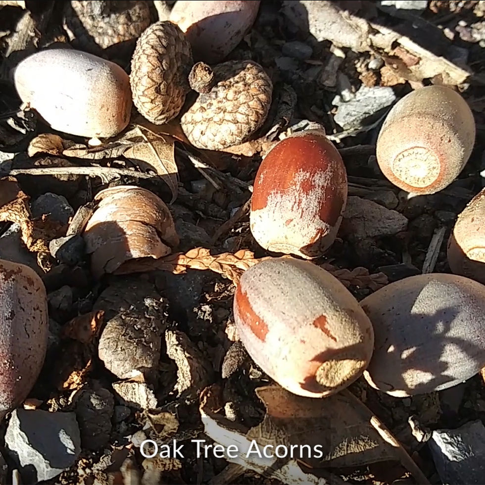 oak tree acorns - CIPS