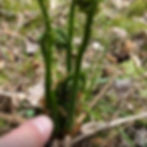 fiddlehead stalks