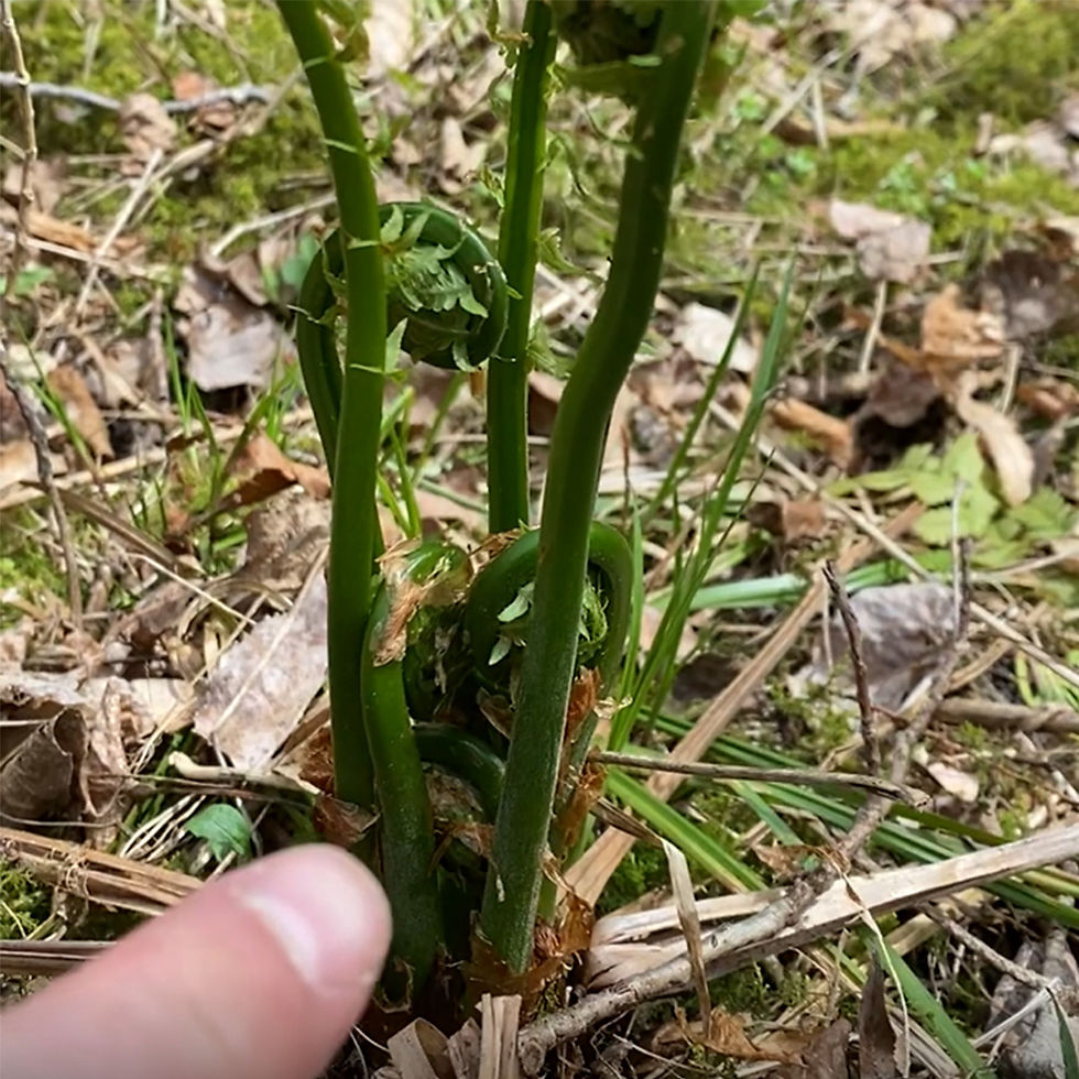 fiddlehead stalks