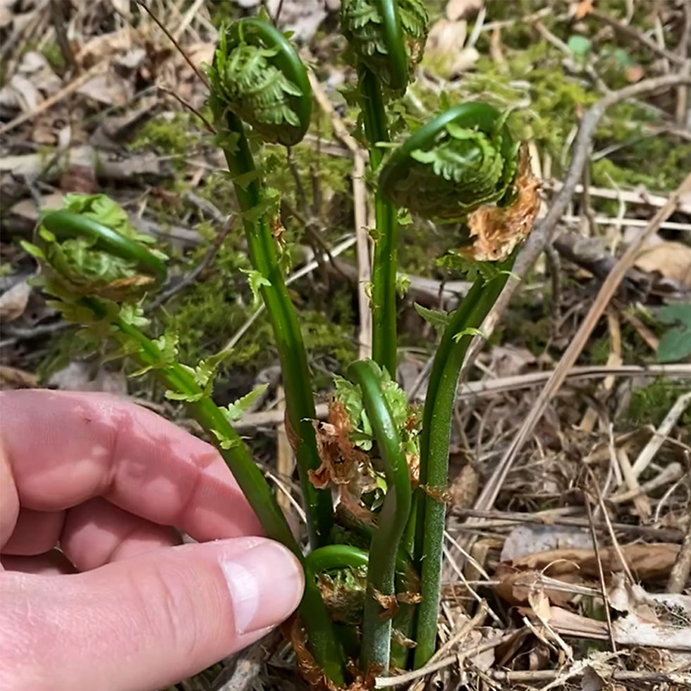 grouped fiddlehead fern bunch