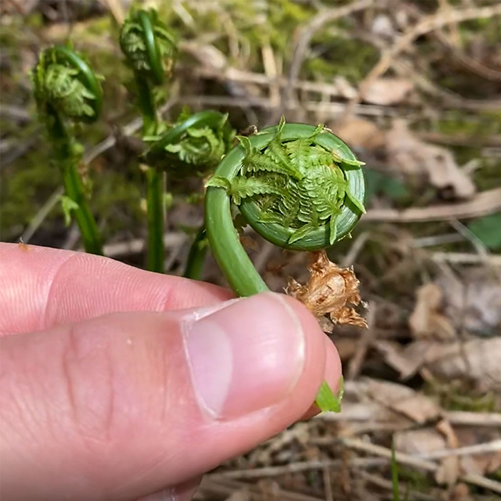 in season fiddlehead fern