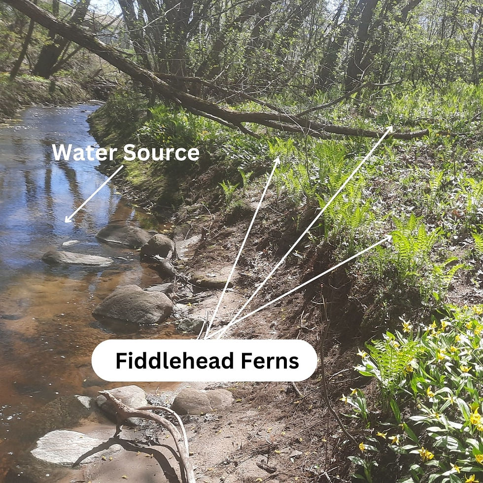 fiddleheads by a water source