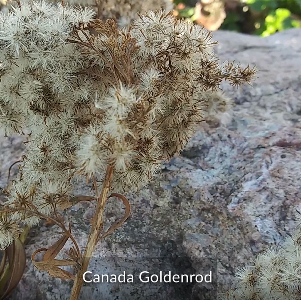 Canada Goldenrod plant - CIPS