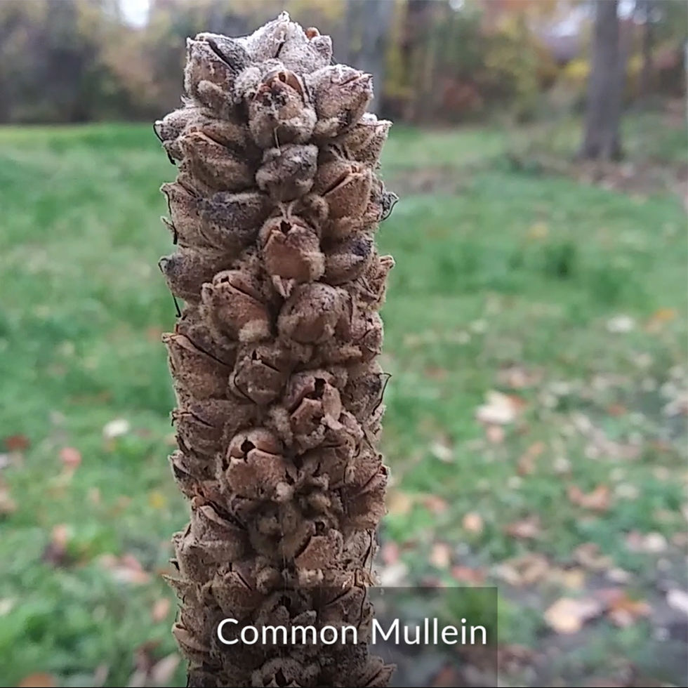 The common Mullein - CIPS