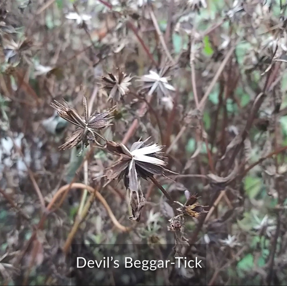 Devil's Beggar-Tick - CIPS