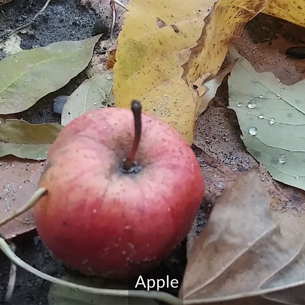 apple from an apple tree