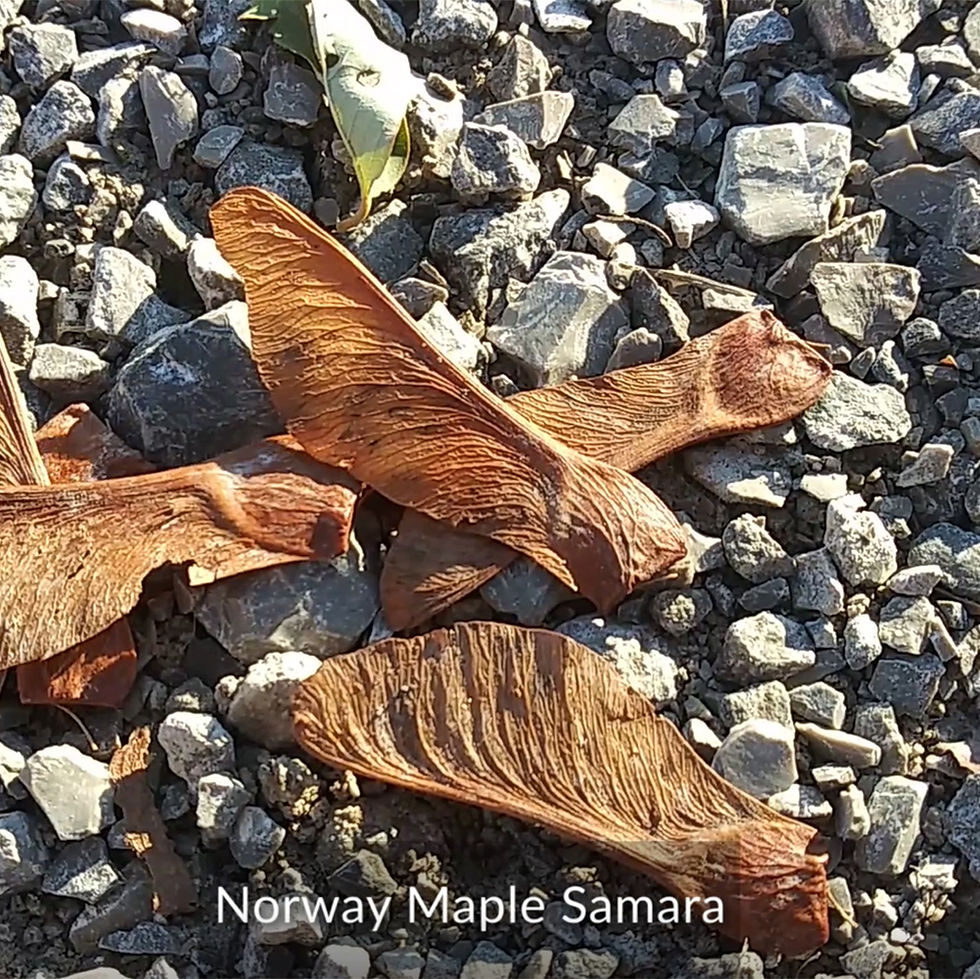 Norway Maple Samara seeds - CIPS