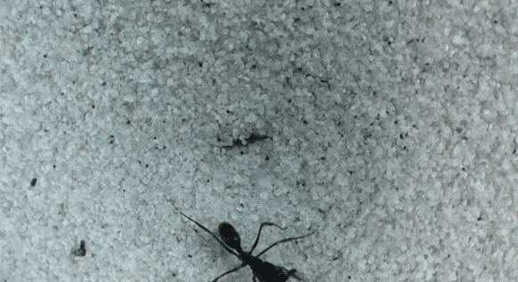 larabee_appendix_C.gif