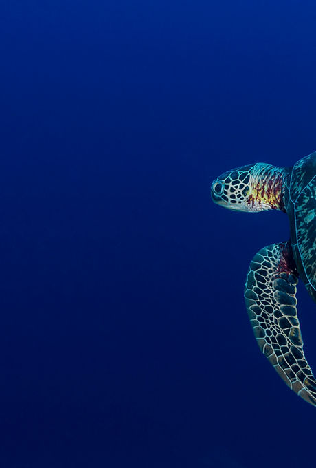 Sea Turtle