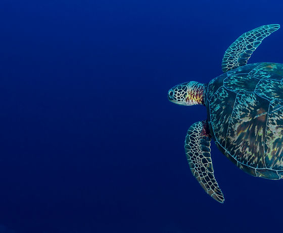 Sea Turtle
