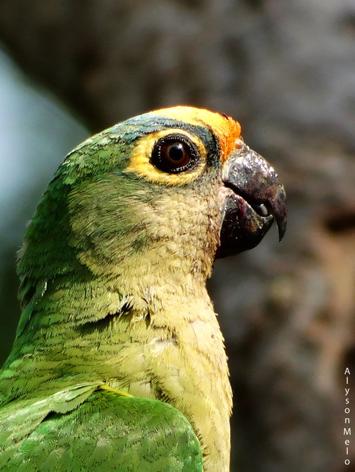 Periquito-Rei_Peach-fronted-Parakeet