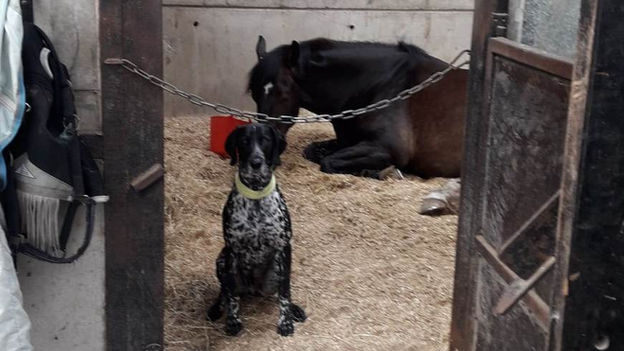 Clean stable at Gryffeside Livery