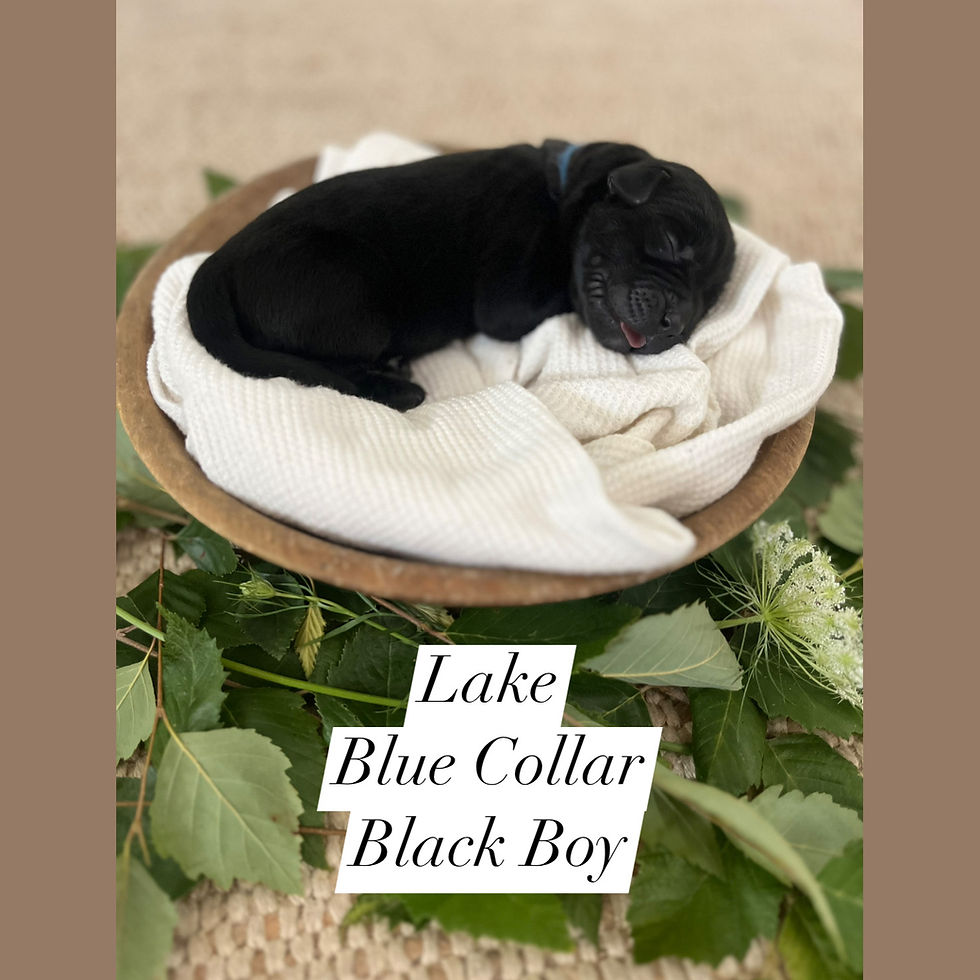 Lake_Blue Collar Black Boy