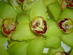 Orchids