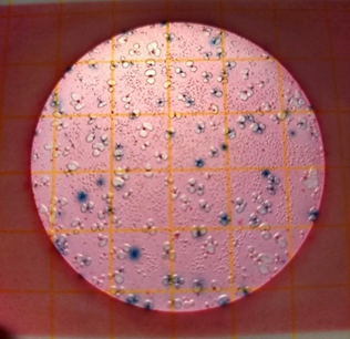 Example Petrifilm (right) results. Blue colonies with a gas bubble on Petrifilm are E. coli.