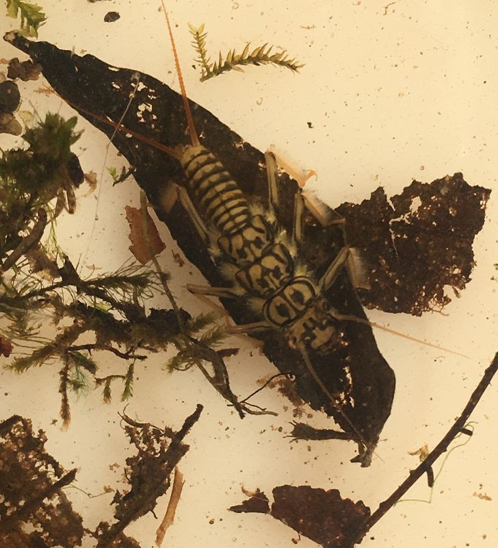 Stonefly larva