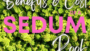 Benefits & Cost of Adding a Sedum Roof to your Property