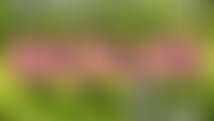 Benefits & Cost of Adding a Sedum Roof to your Property