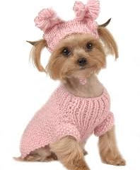 Friendly tips to dress your pets