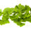 Thumbnail: Ginkgo Biloba