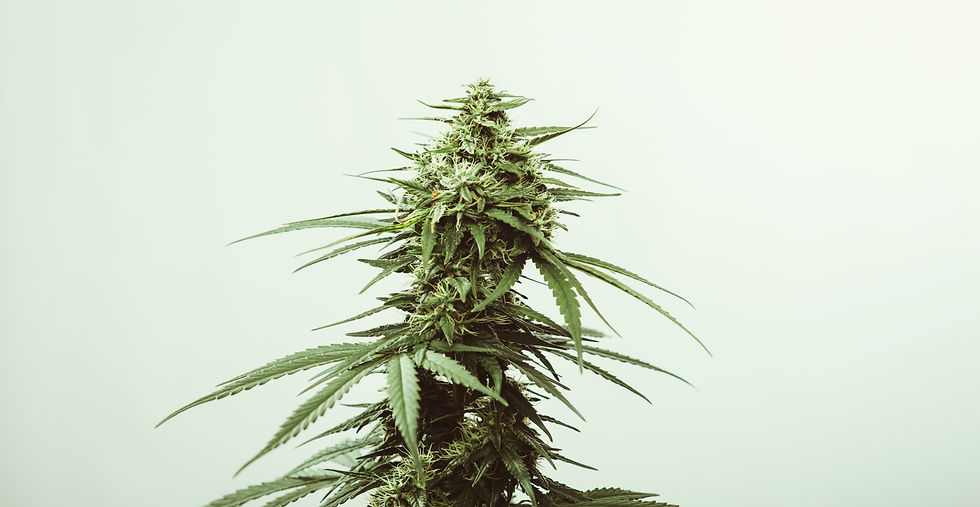 Close-up of a cannabis plant with lush green leaves and buds against a light background, showcasing detailed texture and vibrant color.