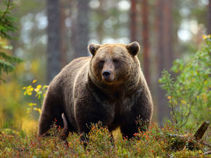 Brown bear standing in a lush forest, surrounded by green and orange foliage. The bear looks attentive and calm, with trees in the background.