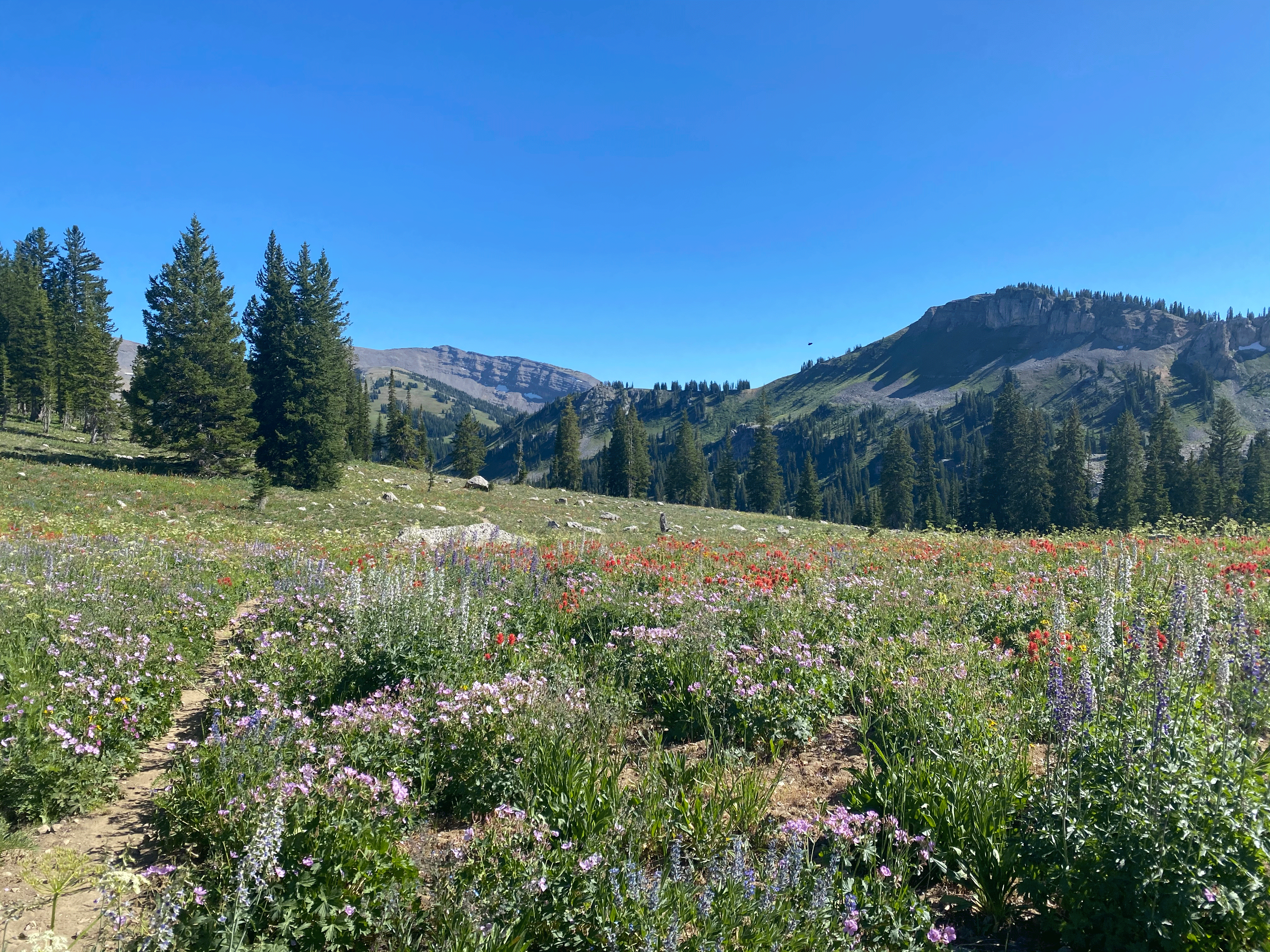 A meadow of beautifully colored wildflowers in Grand Teton National Park in Wyoming