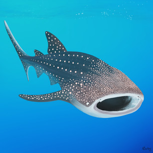 Whaleshark