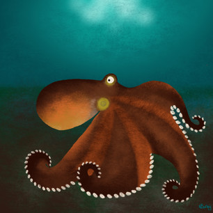 Giant Octopus