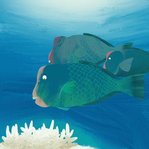 Bumphead Parrot Fish