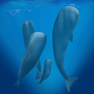 Sleeping Whales